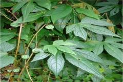 Diplocyclos palmatus